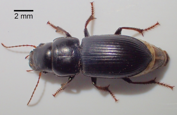 Tenebrionidae sp_01.jpg