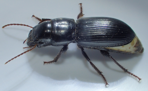 Tenebrionidae sp_02.JPG