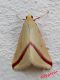 21-09-2015 Rhodometra sacraria-2.jpg