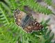 Pyrgus sp 05.jpg