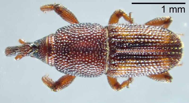 Curculionidae sp1.jpg