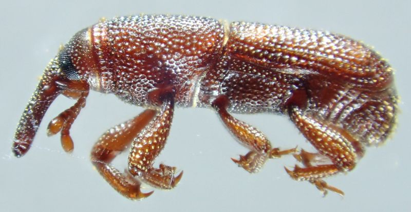 Curculionidae sp2.JPG