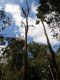 Alberi.jpg