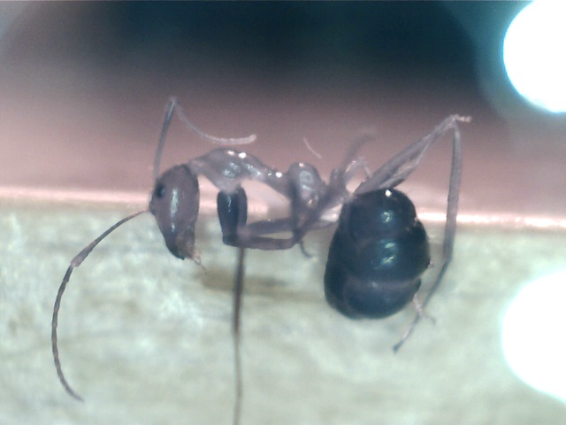 Camponotus imitator.jpg