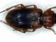 stenolophus2.jpg