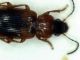 stenolophus2a.jpg