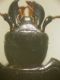DSCN0730.JPG