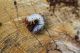 OC0013c - LARVA2.jpg