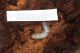 OC0020 - LARVA.jpg