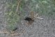 DSC09923.jpg