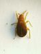 Heterotteromini 1,5mm.JPG