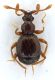 Pselaphydae_3_Poggio-Nativo_11-IV-2010.jpg