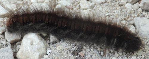 Unidentified processionary caterpillar 03.JPG