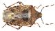 Rhaphigaster nebulosa (Poda, 1761)14mm30.06.15 Hardegsen 51°39'44.0N 9°48'53.0E.jpg