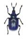 Byctiscus betulae (Linnaeus, 1758)6мм14.06.15 Am Martinsgraben( 51°41'7.83N 10° 0'23.97E).jpg