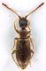 Anthicidae_01_Settebagni_14-IV-2010.jpg