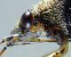 Nysius_sp1.jpg