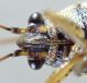 Nysius_sp2.jpg