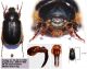 Pachydeninae  - Tanyproctus - Turkey - Kopie (2).JPG
