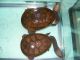 Chelodina siebenrocky.jpg