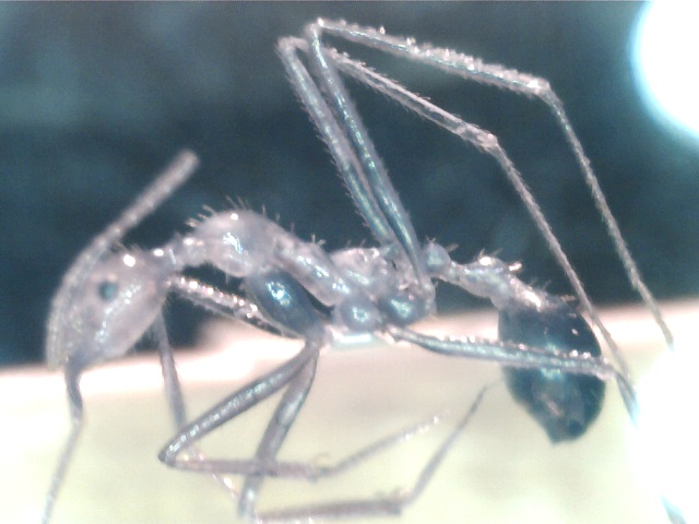 Aphaenogaster swammerdami.jpg