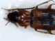 discophorus2.jpg