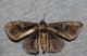 IMGP1066_IndianMoth_sm.JPG