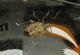 halyomorpha-halys-cardano-al-campo.jpg
