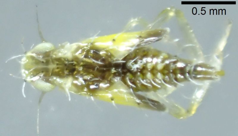 hemiptera sp011.jpg