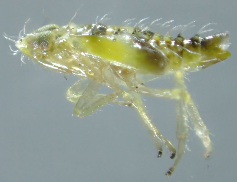 hemiptera sp11.JPG