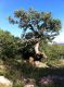 Quercus sp. paradisia f.jpg