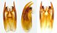 Smicromyrme ausonia_capsula genitale_visone dorsolateroventrale.jpg