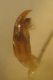 Smicronyx ausonia M 008 A.jpg