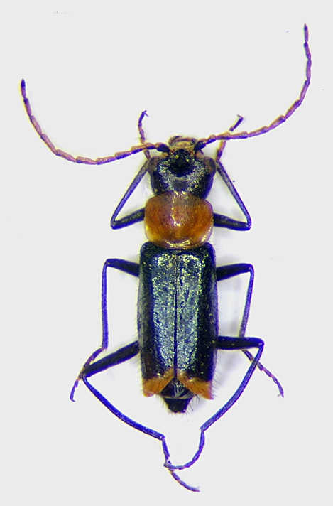 Axinotarsus ruficollis m.jpg