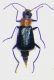 Axinotarsus ruficollis f.jpg