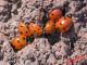 Coccinella septempunctata 19-09-2015 IMG_7065.jpg