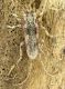 Deroplia_albida.JPG