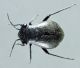 Hemiptera_PA093807.JPG