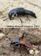 Velleius_dilatatus1_.jpg