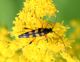 Marano_20150726_058_1000.JPG