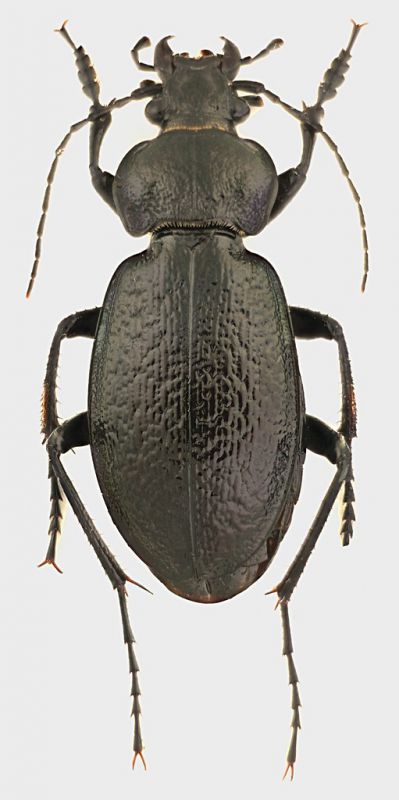 Carabus_rossii_Gran_Sasso_2400m_9-X-2015_18,5mm_grey.jpg