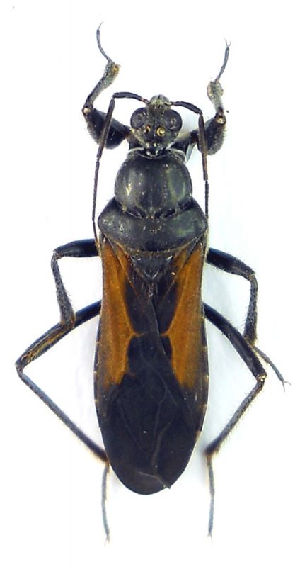 Reduviidae 1a.jpg