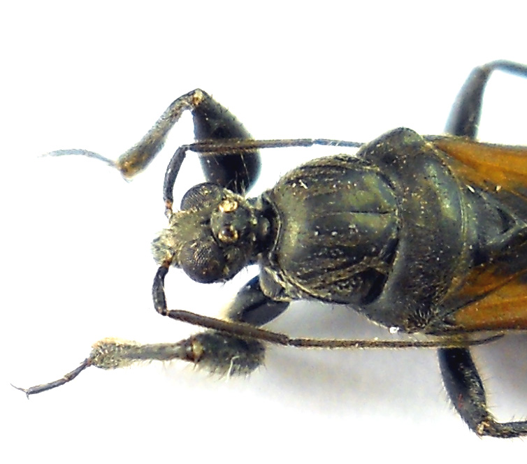 Reduviidae 1b.jpg