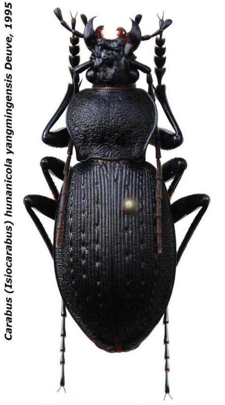 Carabus (Isiocarabus) hunanicola yangmingensis Deuve, 1995 - Kopie (2).jpg