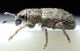 Sitona sp_PA123887.jpg