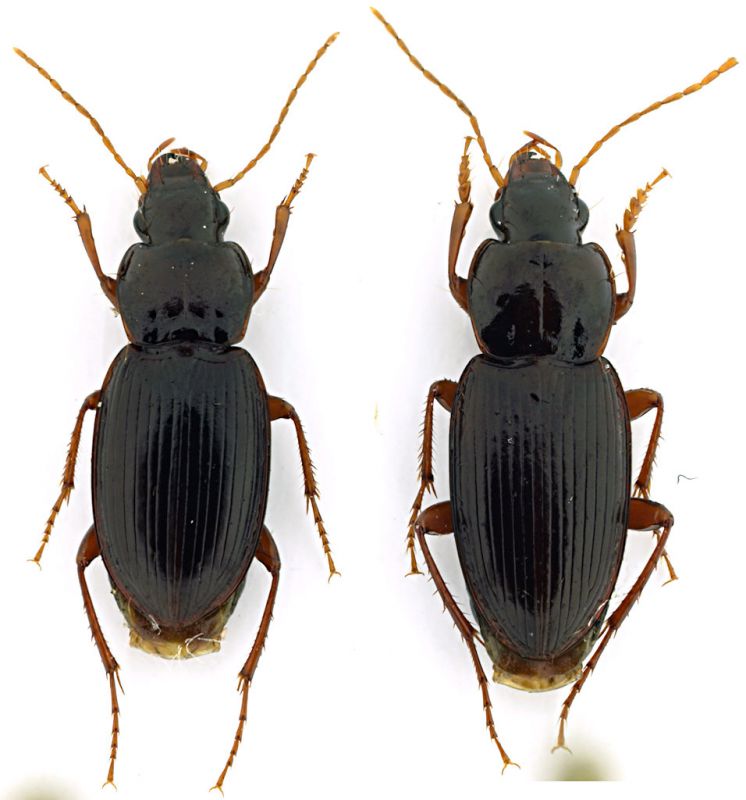 Carabidae_Orazio_17-IV-2010.jpg