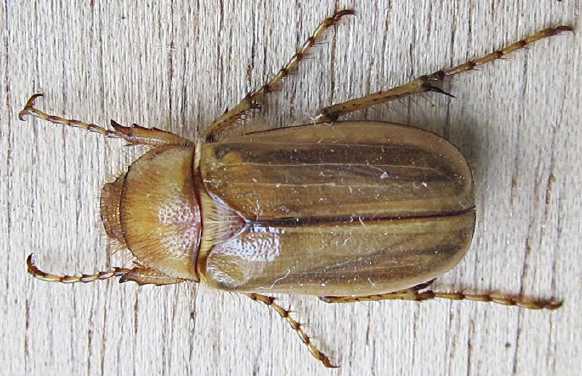 Amphimallon-assimile-dorsal.jpg