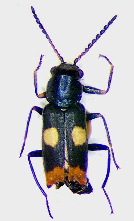 Anthocomus fenestratus.jpg