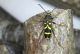 Clytus arietis 022.jpg