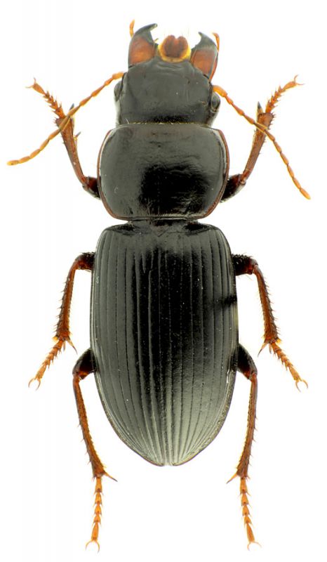 Acinopus_megacephalus.jpg